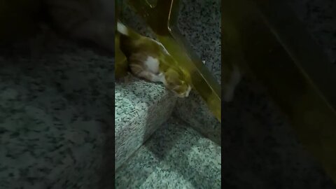 Adorable cat of Madina is sleeping