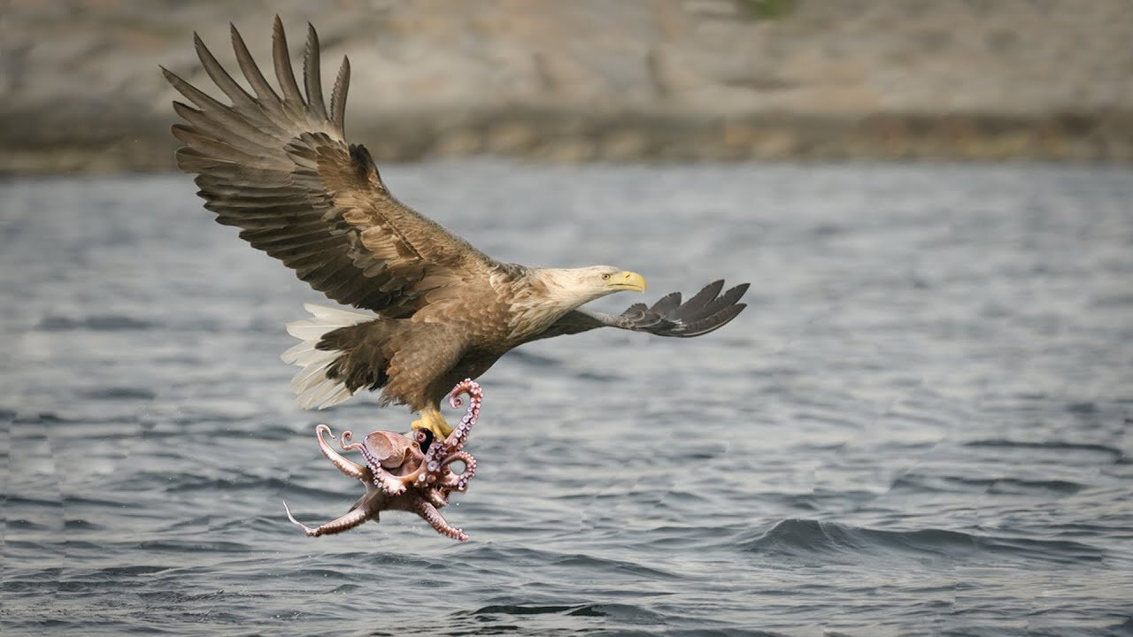 Shocking Video - Eagle Attack Octopus Success