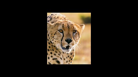 Cheetahs haven’t eaten in 3 days