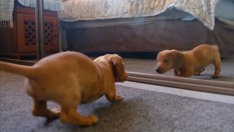 funny dog moment Infront of the mirror, #fazalkhan #dog