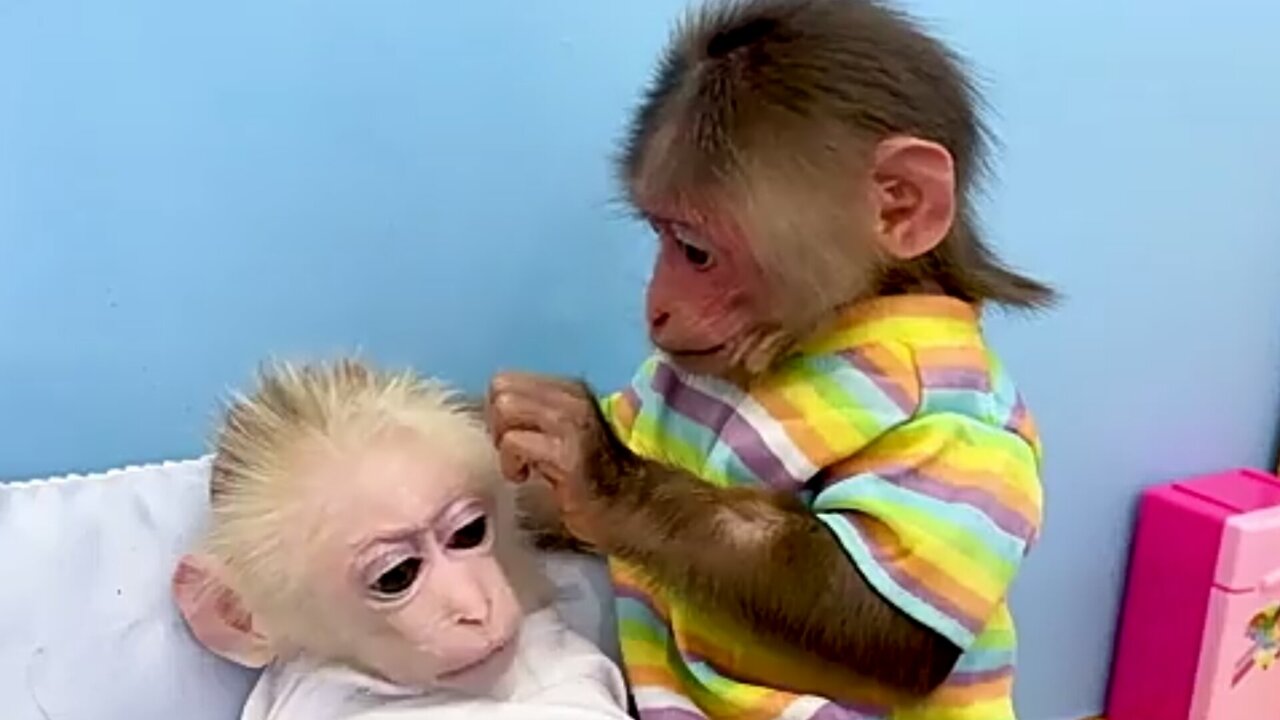 Small Cute Monkey Funny Video