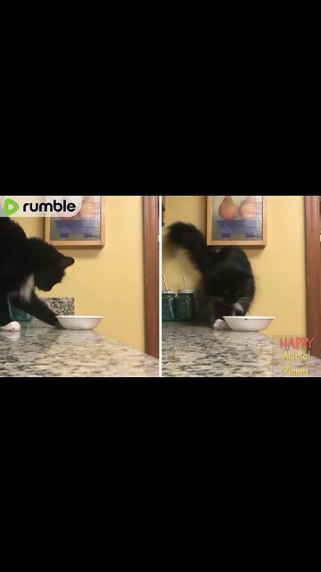 Funny and Cute Cat | Just testing the theory of gravity