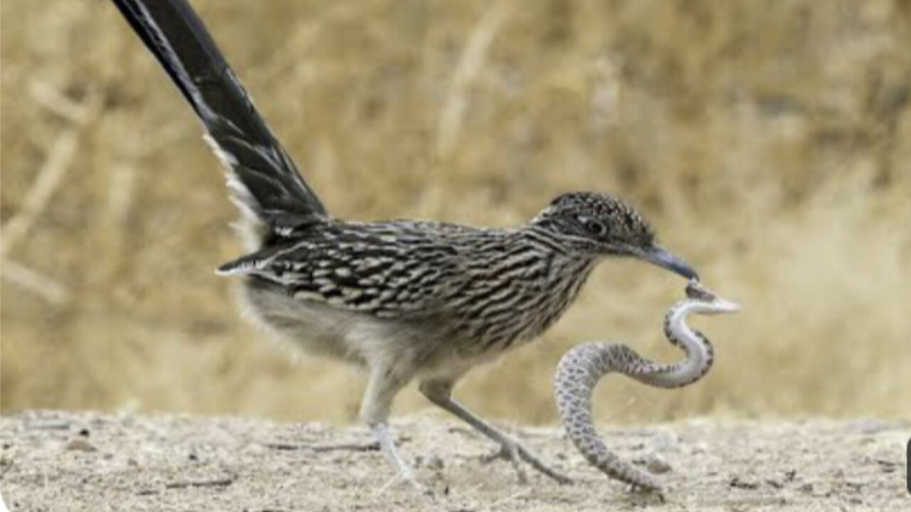 Predator vs prey !!! Rattlesnake and roadrunner bird face of