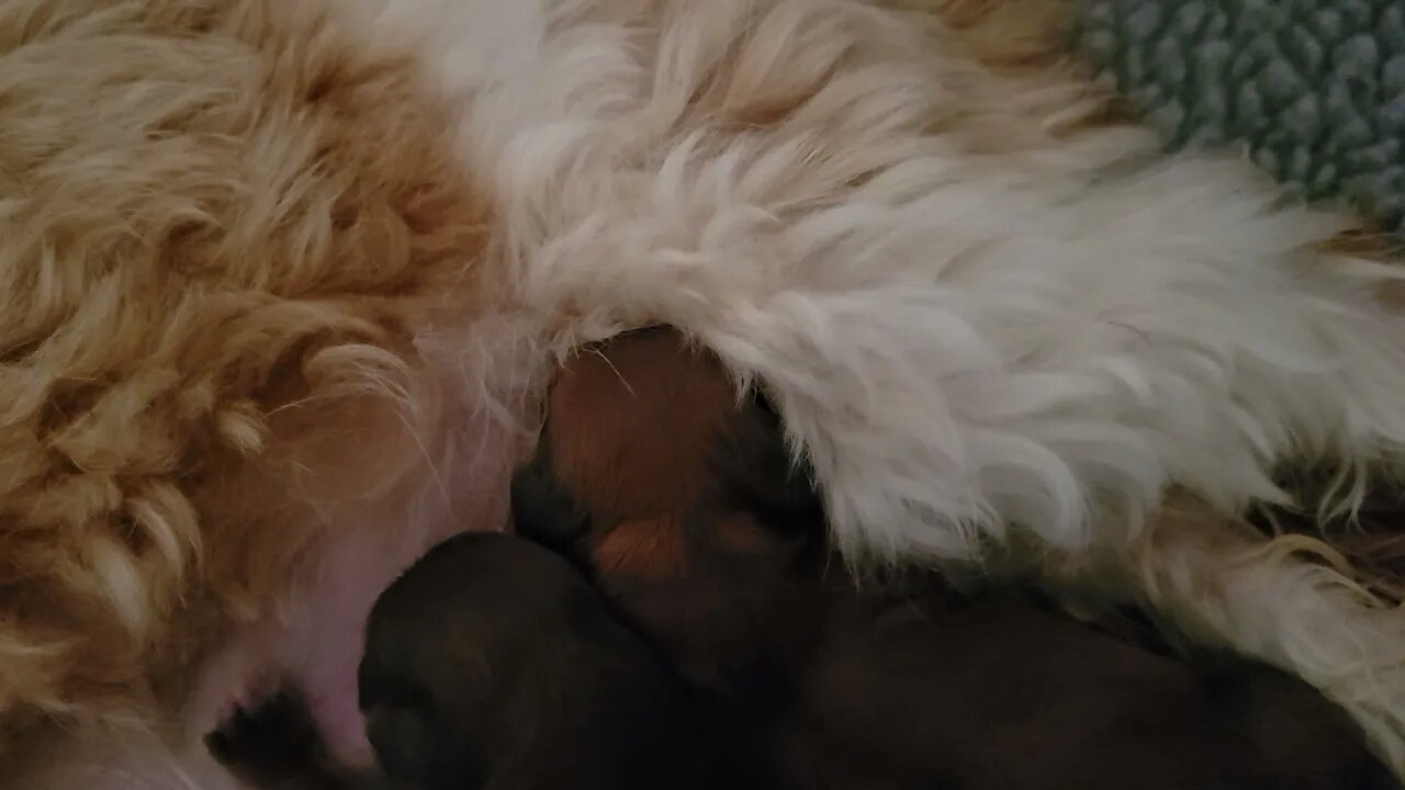 M Litter Has Arrived...1 girl/2boys