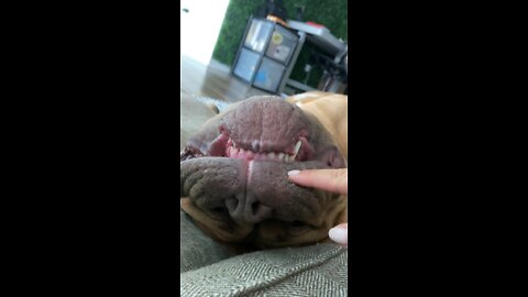 MASSIVE Pit Bull - asleep or awake upside down? 🦁🙃😴