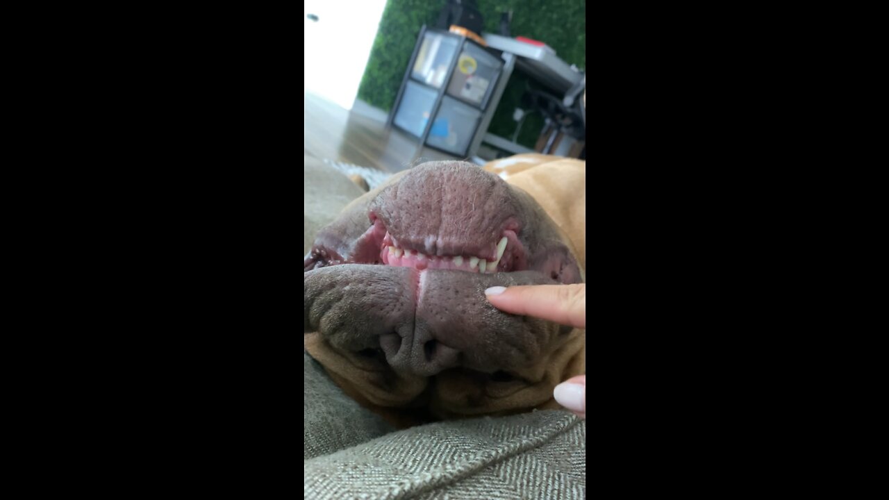 MASSIVE Pit Bull - asleep or awake upside down? 🦁🙃😴