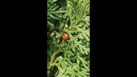 Mariquita metamorfosis en Tuja dorada