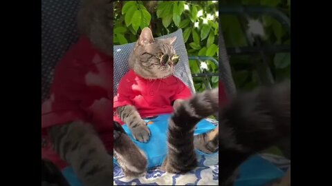#shorts Смешные Коты Из Тик Тока 48 Funny Cats From Tiktok