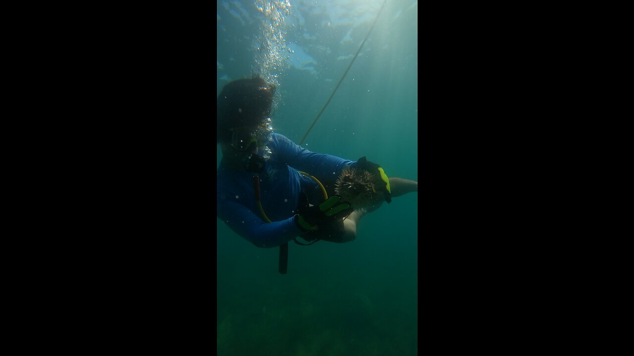 Have you done this??wait for it!! #pufferfish #rumble #vlog #snorkeling #new