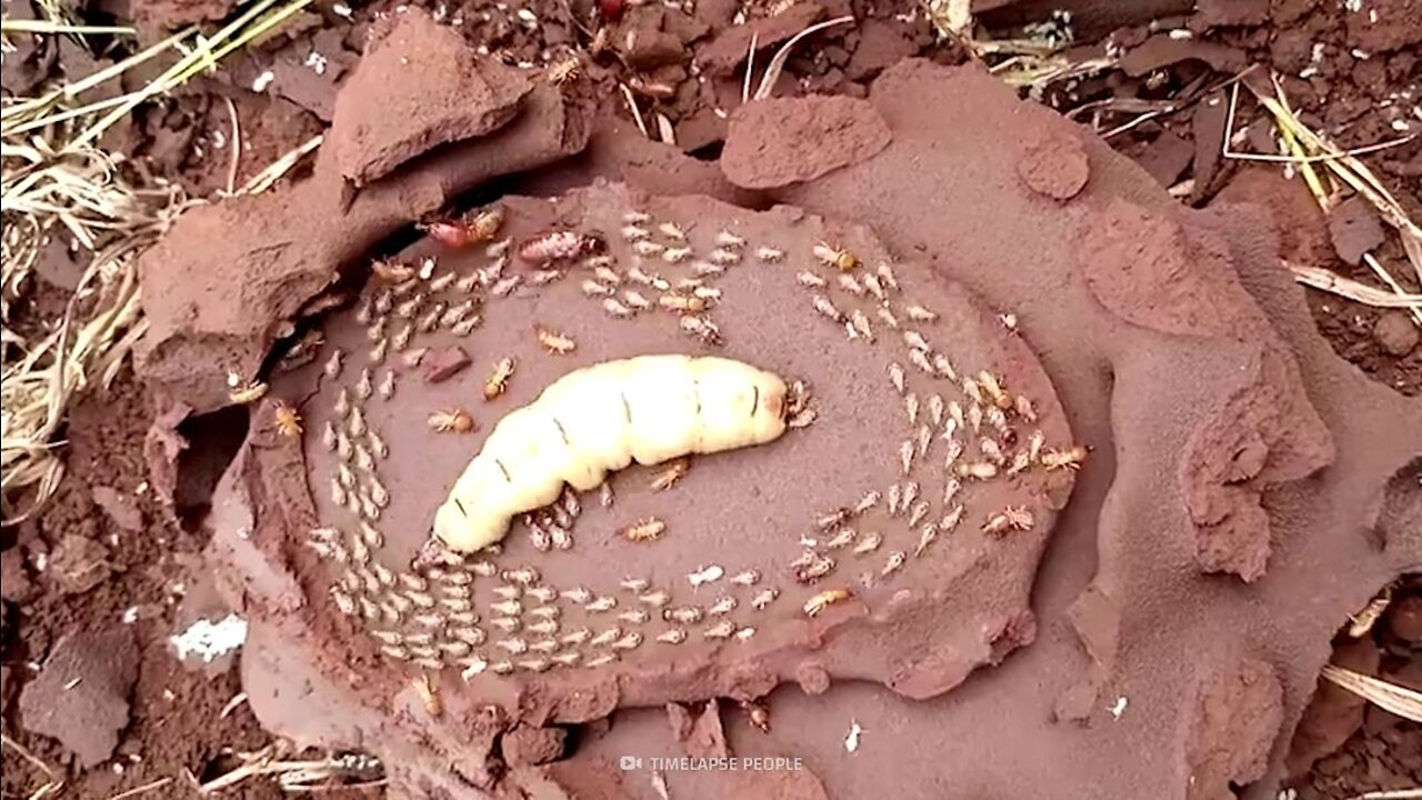 Why Termites Lick Their Own Queens to Death