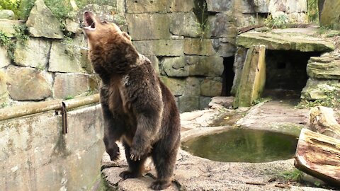 Bearish treat