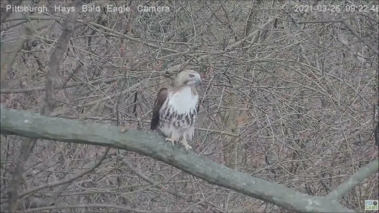 Hays Eagles Red Tail Hawk visits above woods limb 32521 921AM