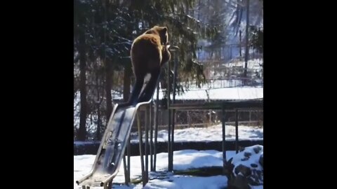 Just a bear on a slide.. 😅 #shorts #shortsfeed #clips #shortvideo