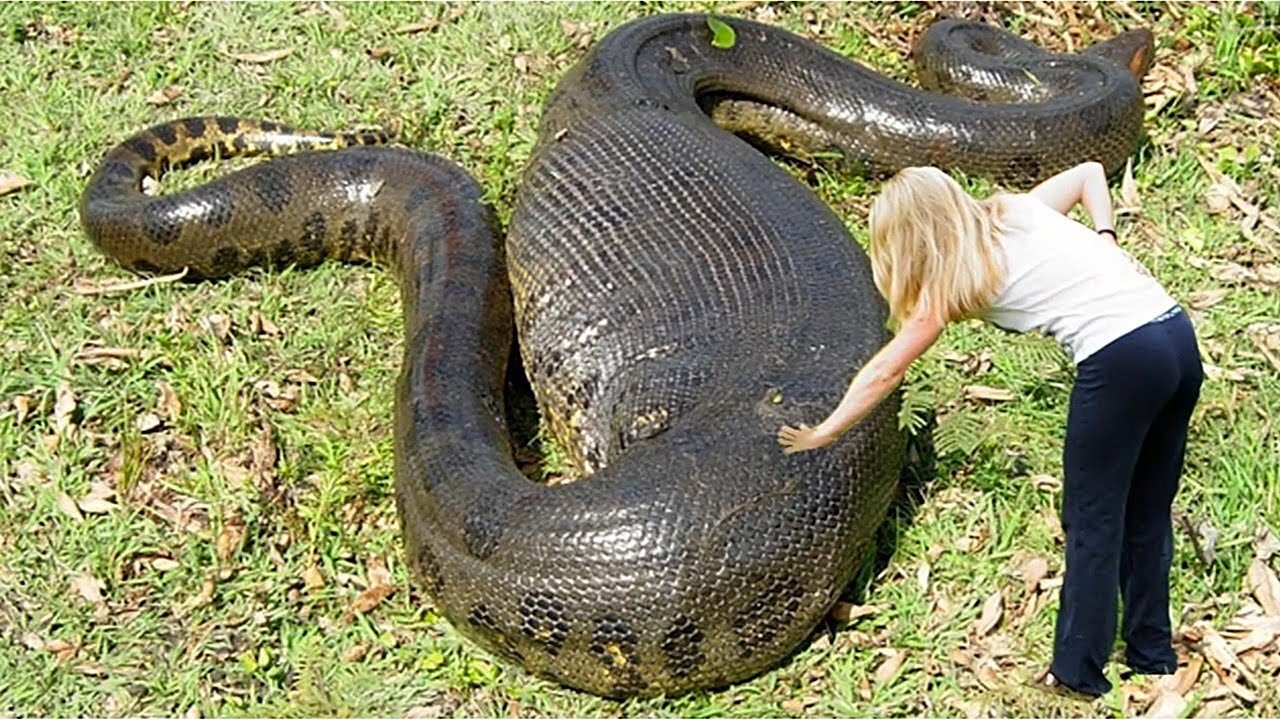 10 Biggest Snakes on the Planet