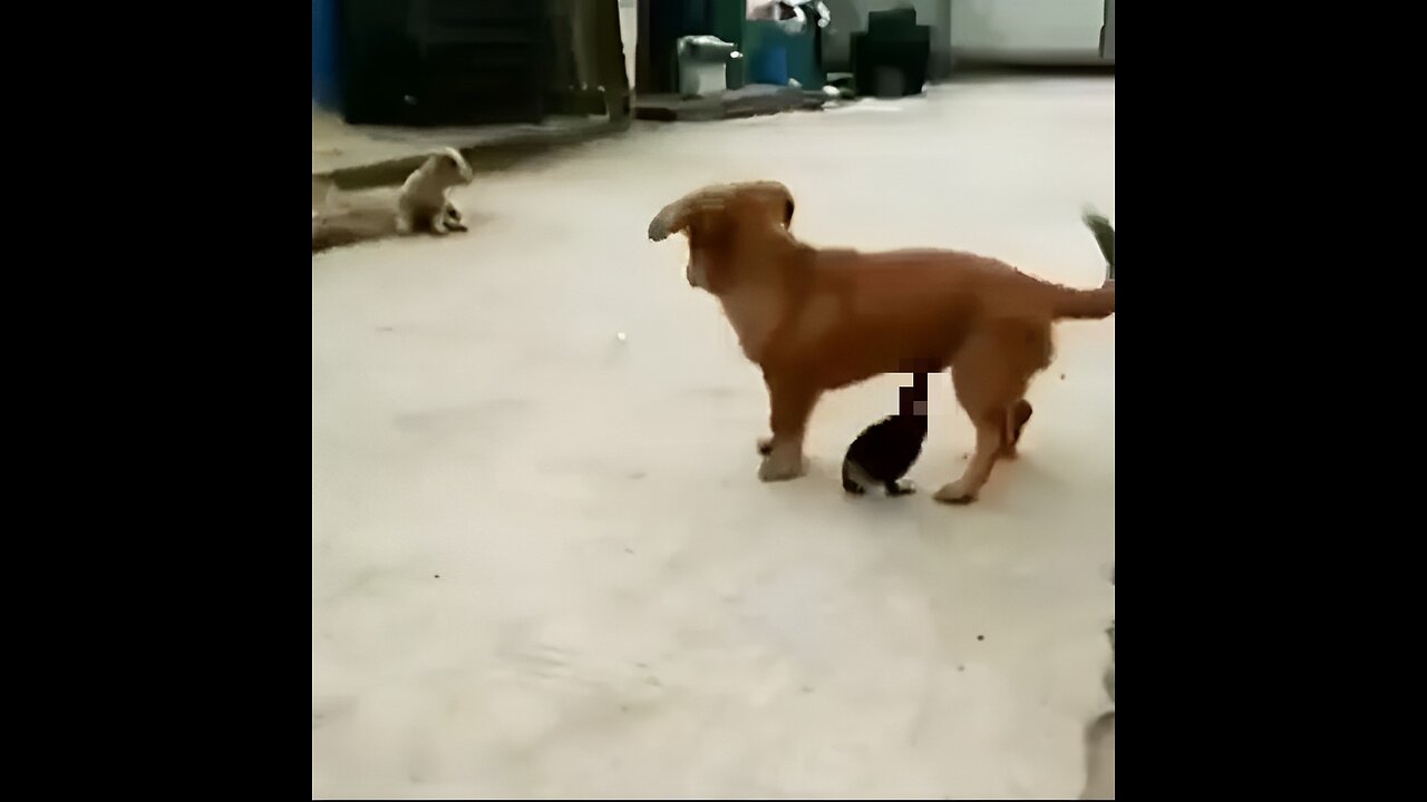 Duck attack on dog's private part...see the reaction of dog 😂