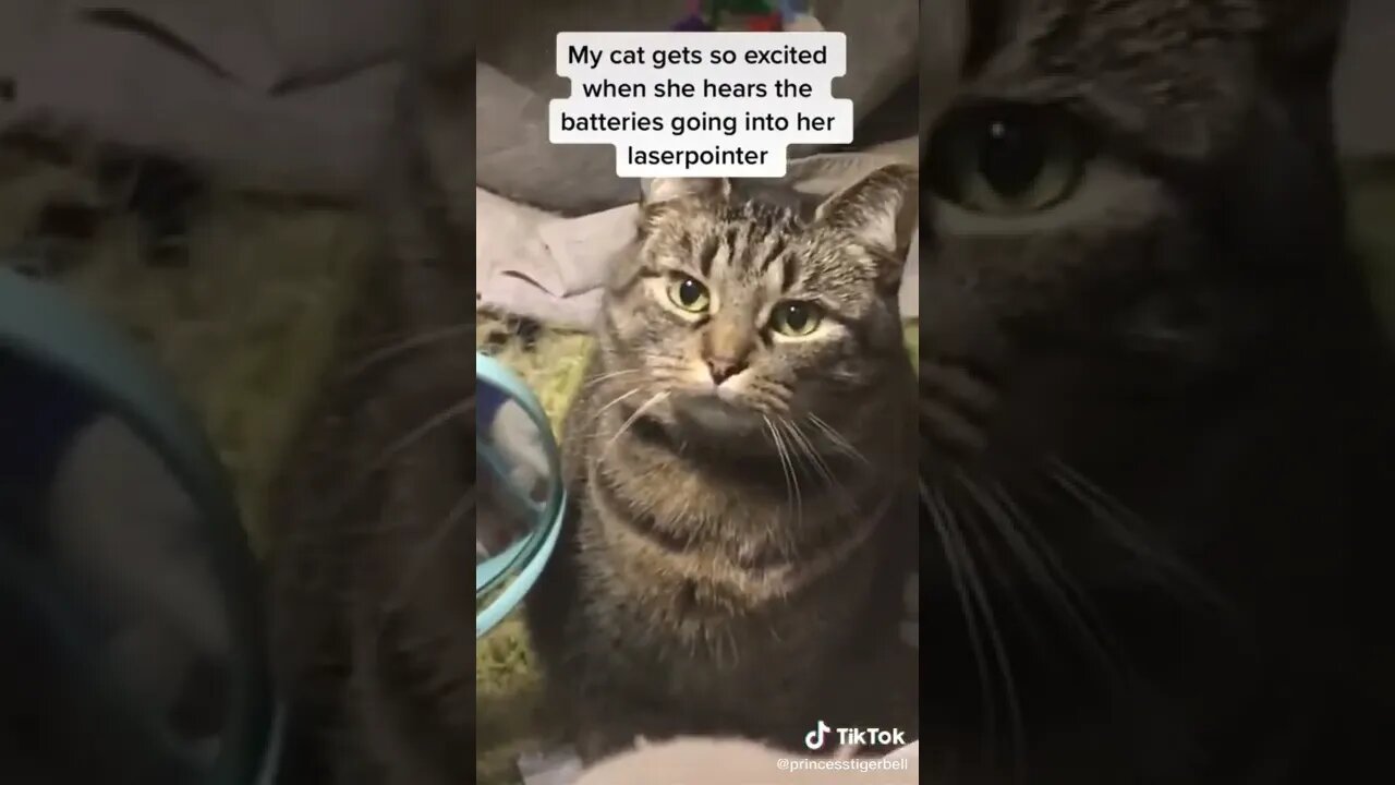 Cat Gets Excited At The Sound Of Batteries Going Into Laser pointer I TikTok