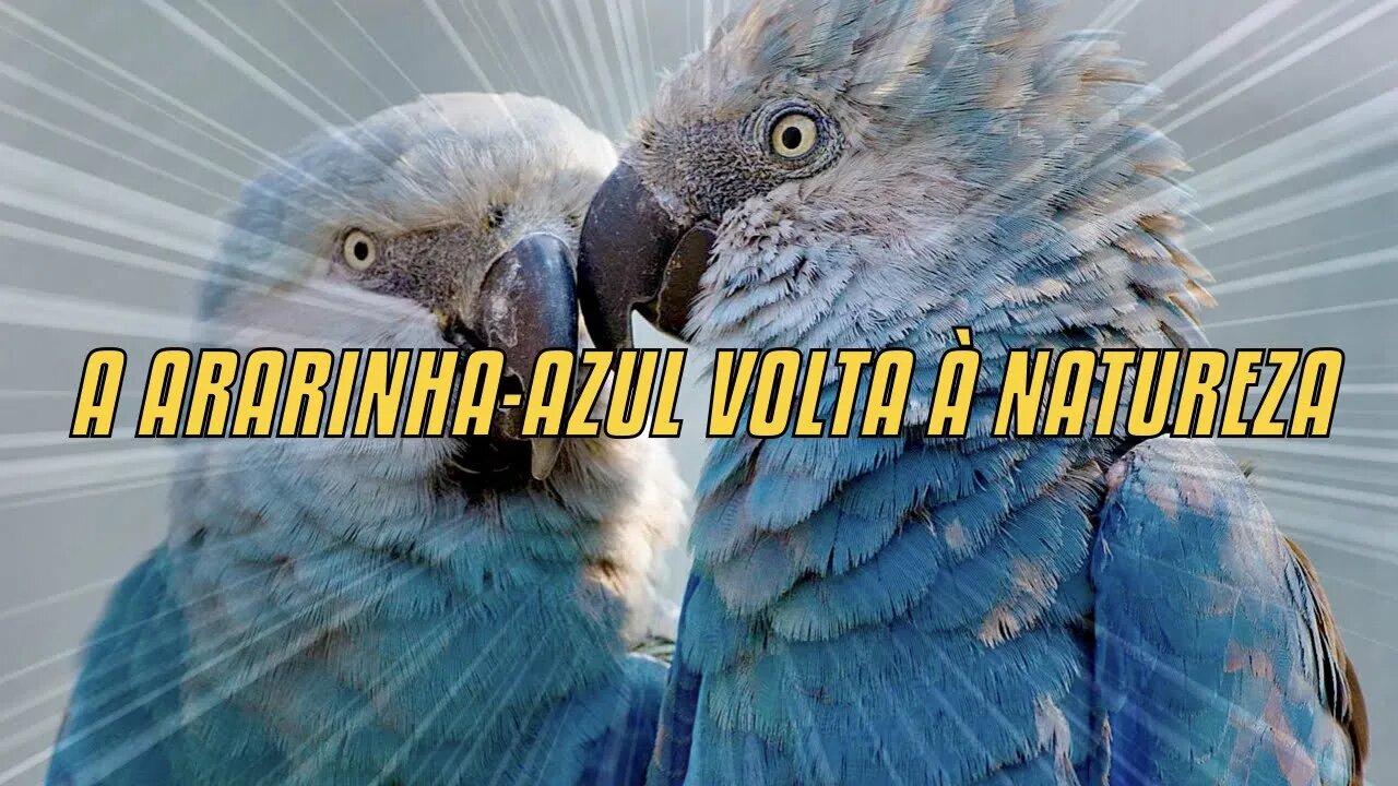 A Ararinha-Azul Volta À Natureza