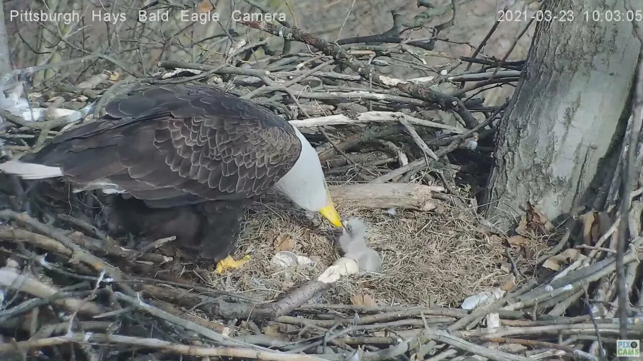 Hays Eagles H13 first feeding! 2021 03 23 10 02 18 326