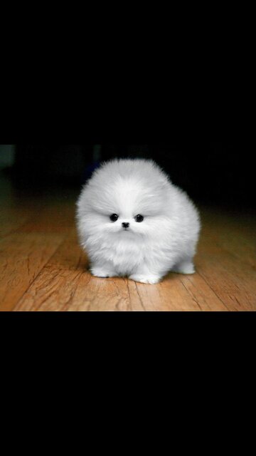 THE BEST Trick To Teach Your DOG!