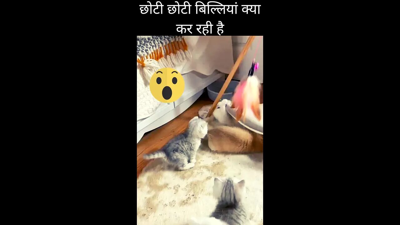 छोटी छोटी बिल्लियां क्या कर रही है🤔What are the little cats doing👈