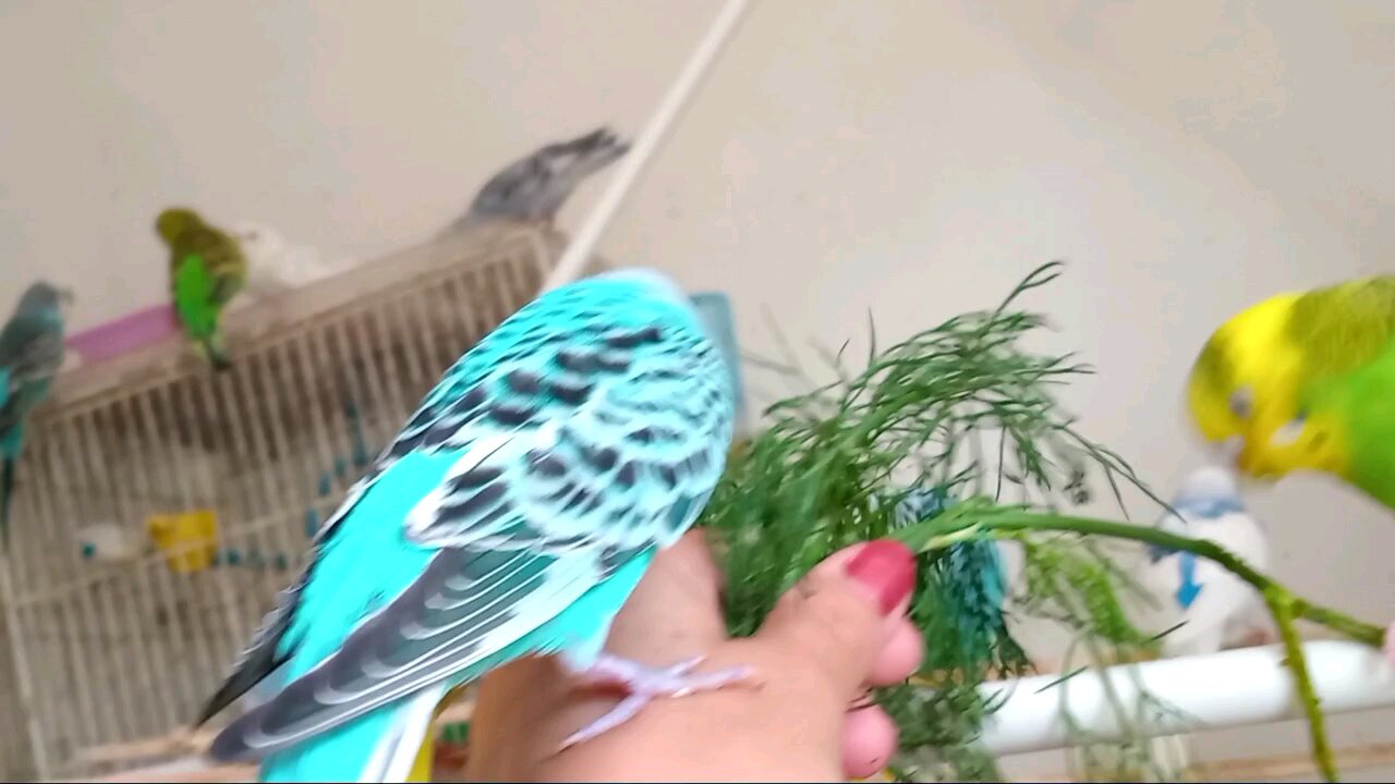 Budgies Eating Veg From Hand