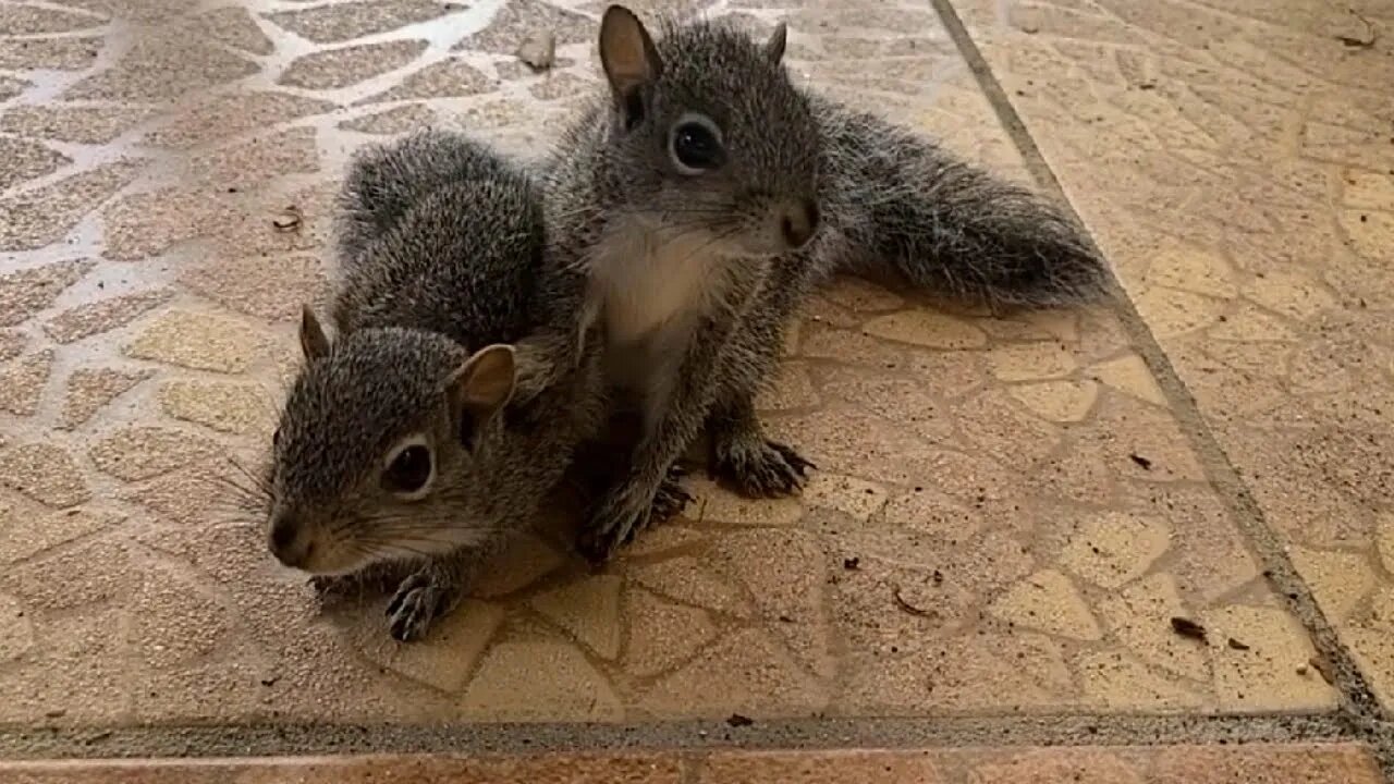 Chip 'n' Dale Frolic on My Patio