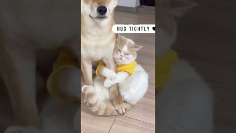 Funny dog video | Try not to laugh