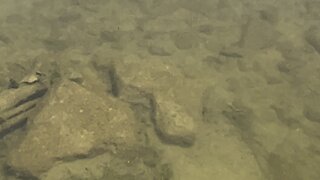 Minnows devouring crackers 😊