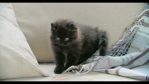 Funny Cat