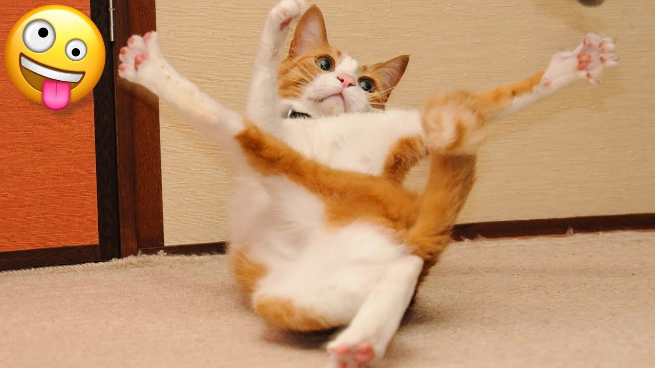 Funny Animal Videos 2023 π - Funniest Cats And Dogs Video πΊπ