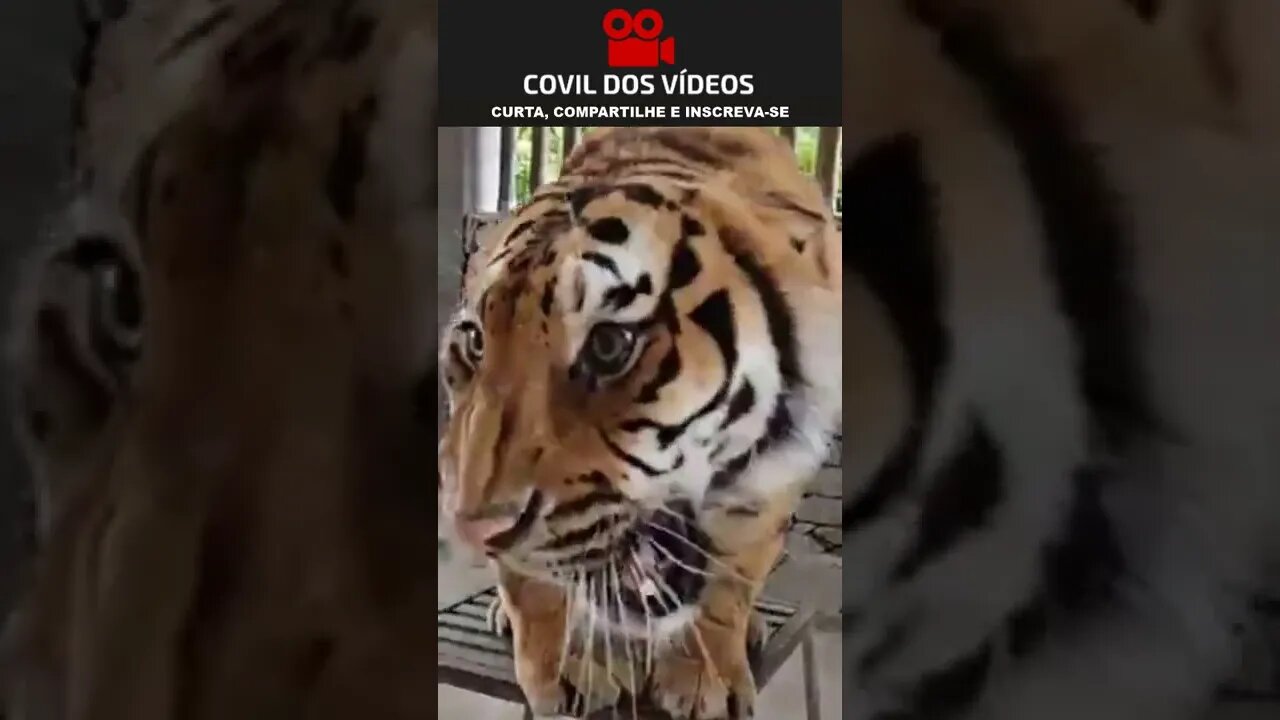 o rugido de tigre é assustador