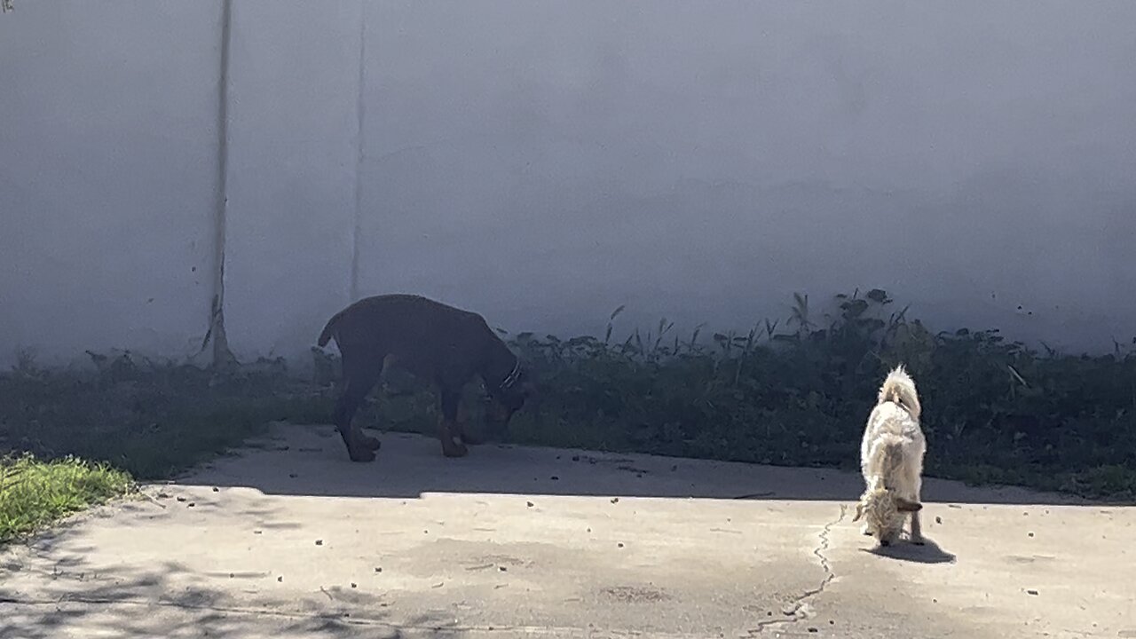 Clemson and Charlie Hanging out together