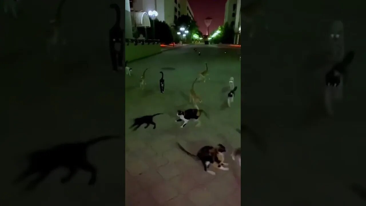 Cat Video #cat #viral