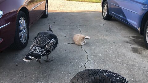 Turkey sneaks up on Cat