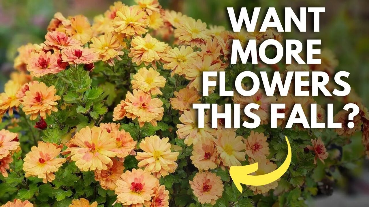 Four Summer Mum Care Tips For More Flowers This Fall! 💖🌿