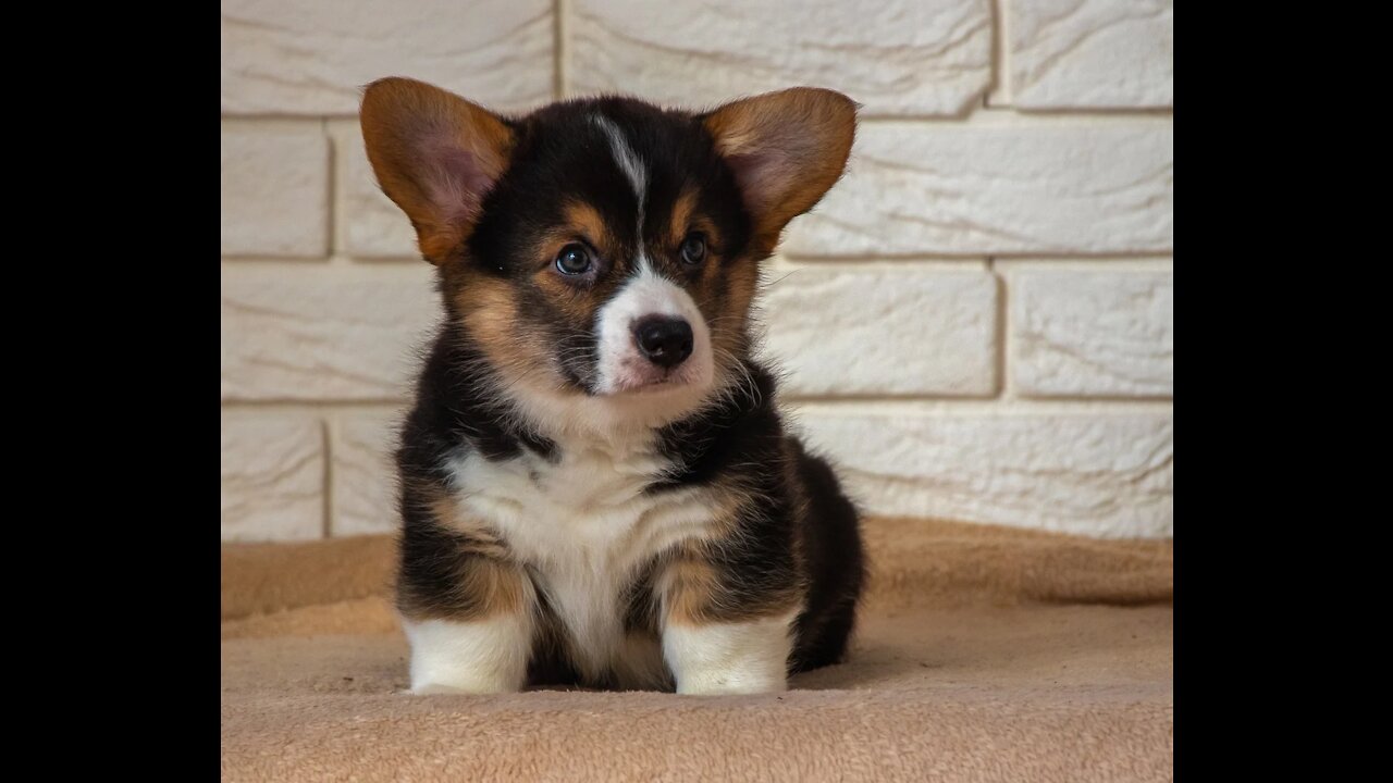 What a wonderful motherhood with Corgi dogs