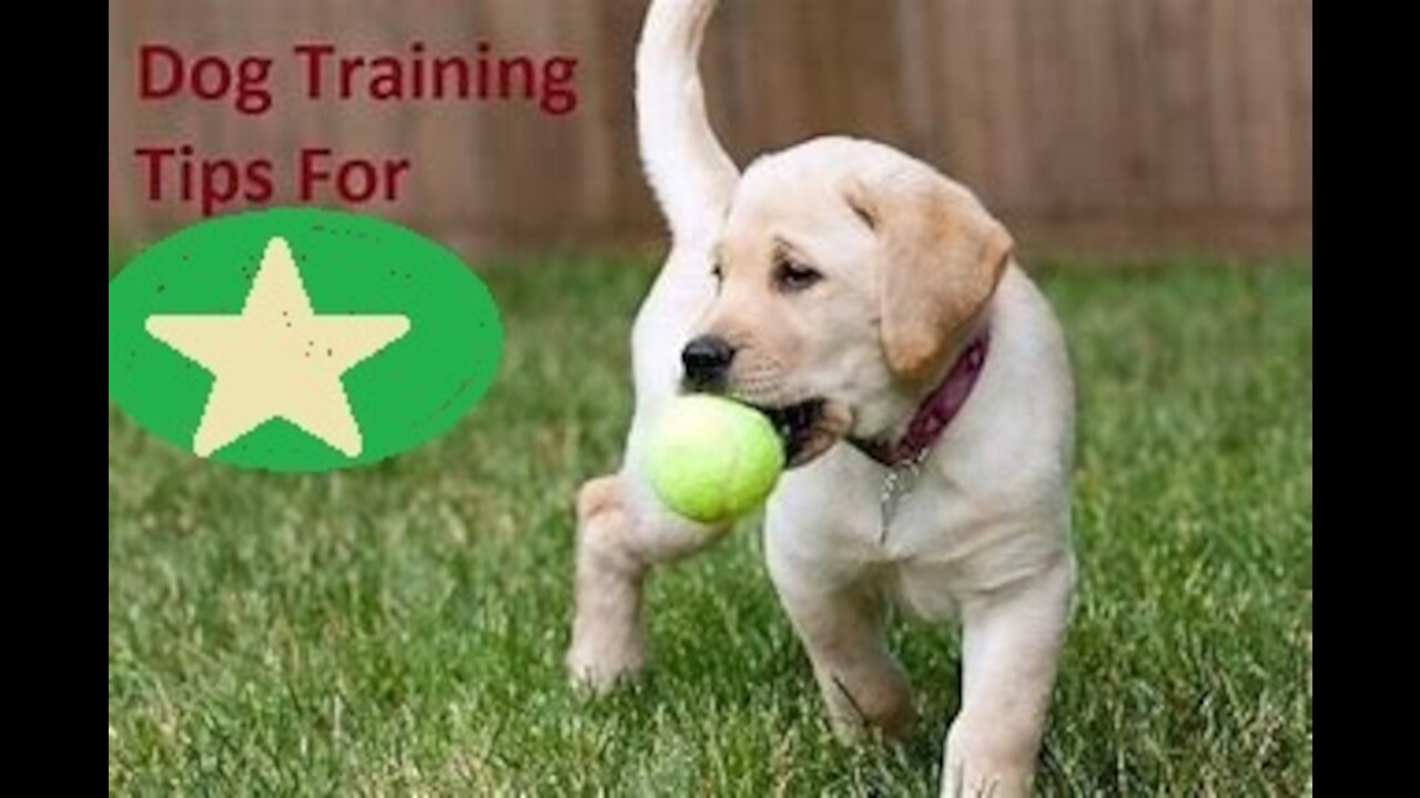 Essential commands for Dogs Basic Training