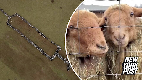 700 sheep form giant 'COVID shot' crop circle