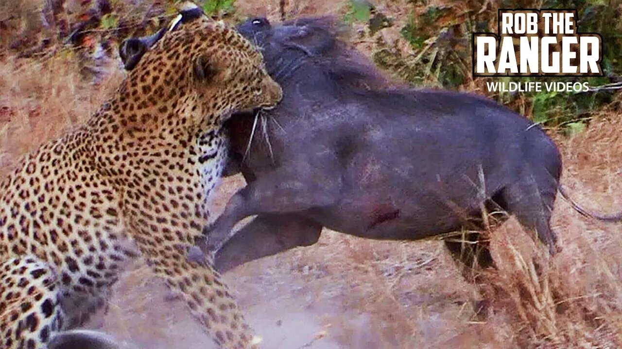 Leopard Vs Warthog | Rob The Ranger Special Edition