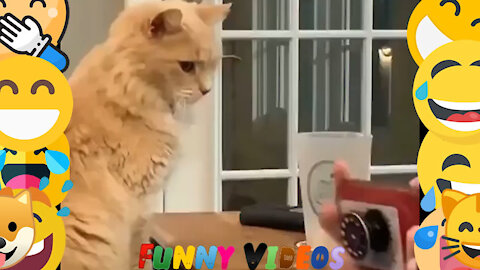 Cat Always Wants to Throw Everything on the Floor