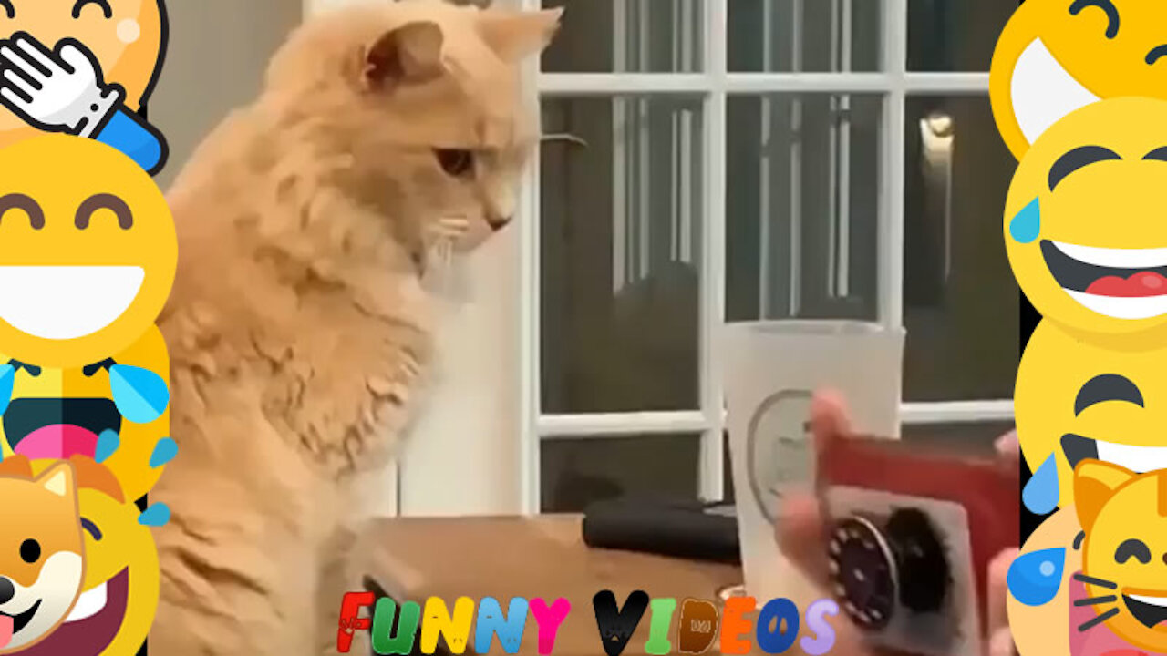 Cat Always Wants to Throw Everything on the Floor