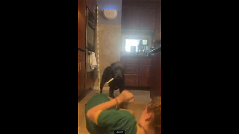 What is this dog doing?