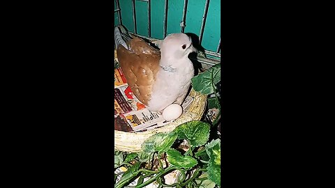 "Omg Guys Sitio My Mini Boy Dove Is Going To Be A Grandpa & A Papa"Come See🕊️🐣💫💎🐤😇🎼🎶
