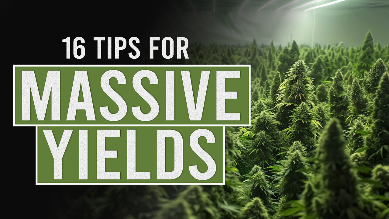 16 tips for Bigger Cannabis Yields!