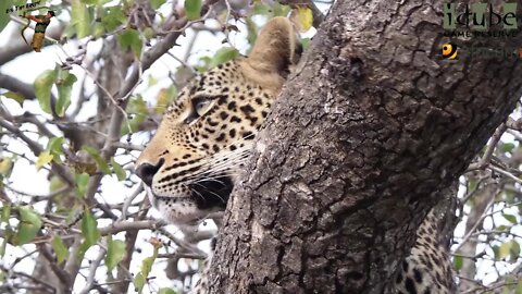 Scotia Female Leopard - Year 2, Independence - 16: With A Duiker Meal