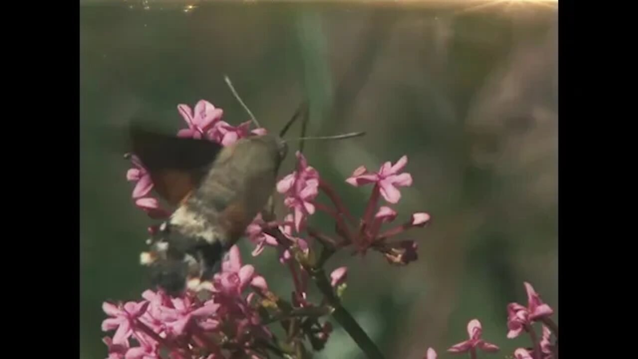 Inspiratori