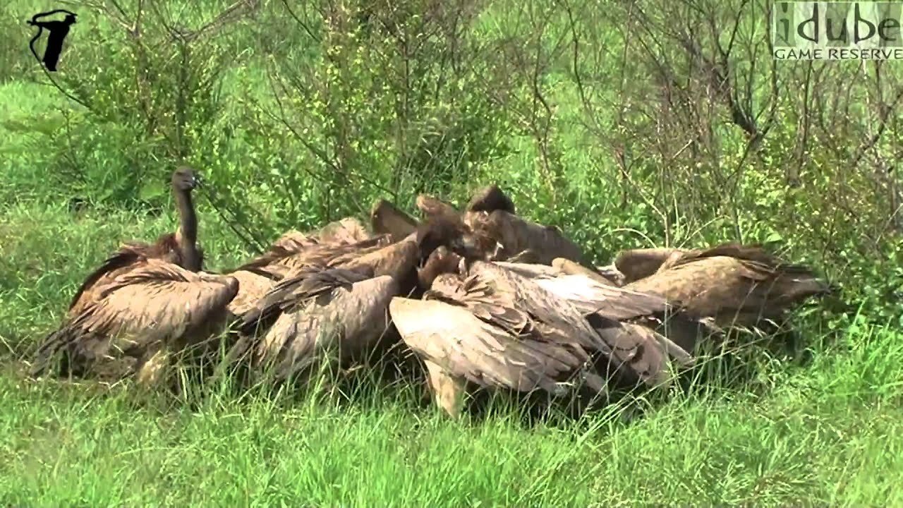 Vulture Feast