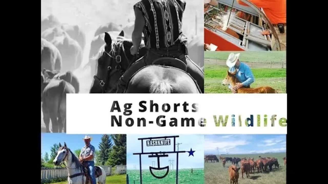 Non-Game Wildlife on the Ranch - Ag Shorts