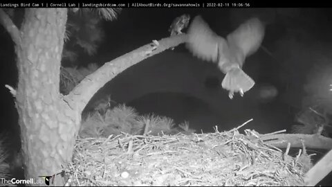 Dad Brings Mom Dinner at The Nest 🦉 2/11/22 19:06