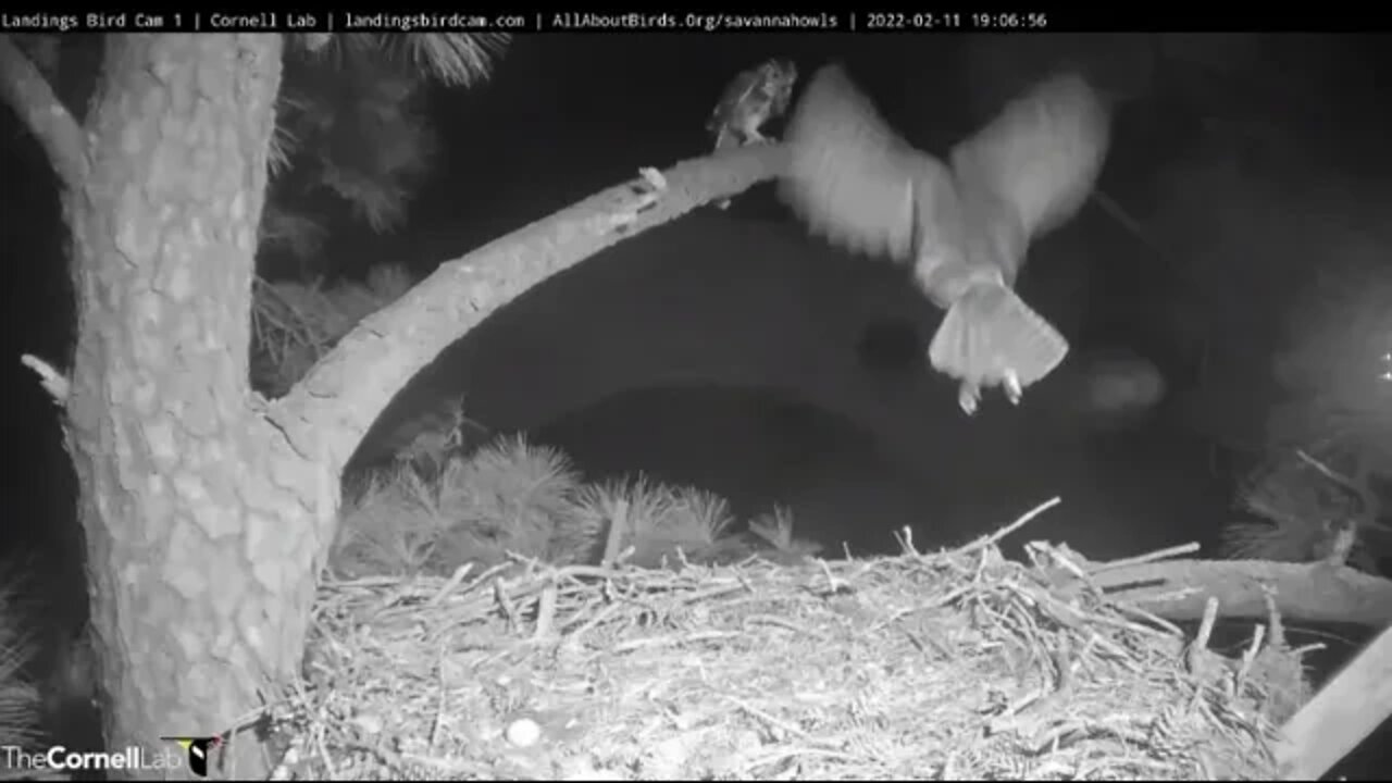 Dad Brings Mom Dinner at The Nest 🦉 2/11/22 19:06